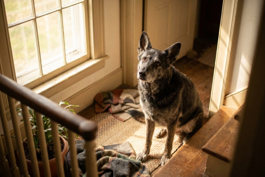 A senior dog hesitating at the bottom of the stairs