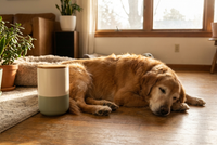 Senior dog resting beside ROMP tub
